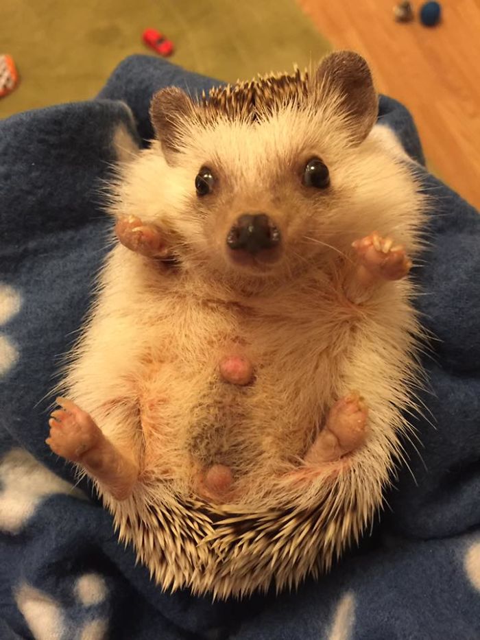 Meet Waldo, The Happiest Hedgehog Who Can't Stop Smiling