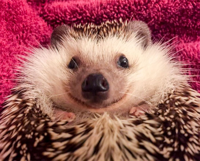 Meet Waldo, The Happiest Hedgehog Who Can’t Stop Smiling