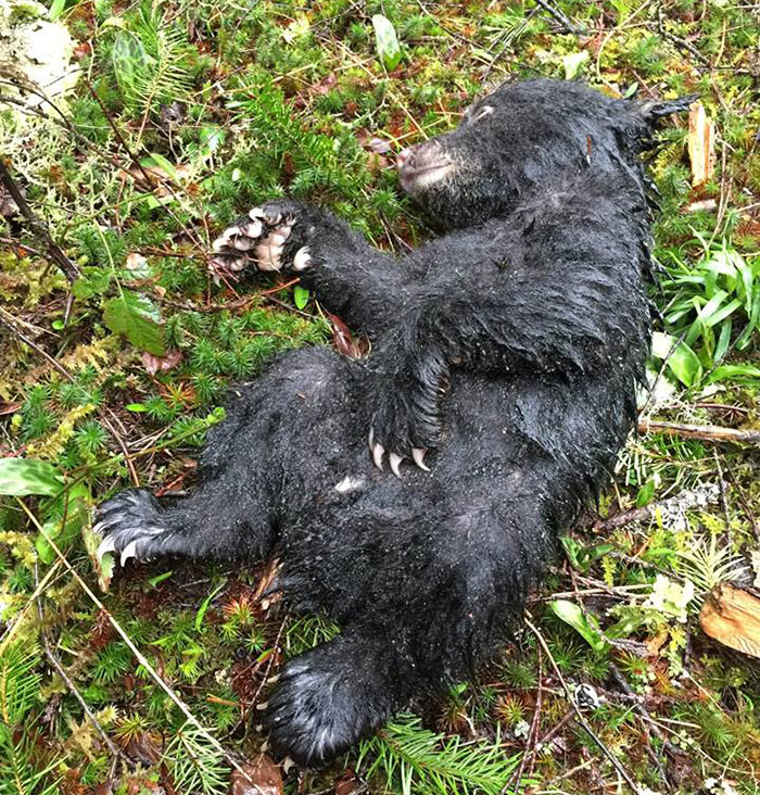 This Guy Risked Jail Time To Rescue A Dying Baby Bear He Found On A Hike