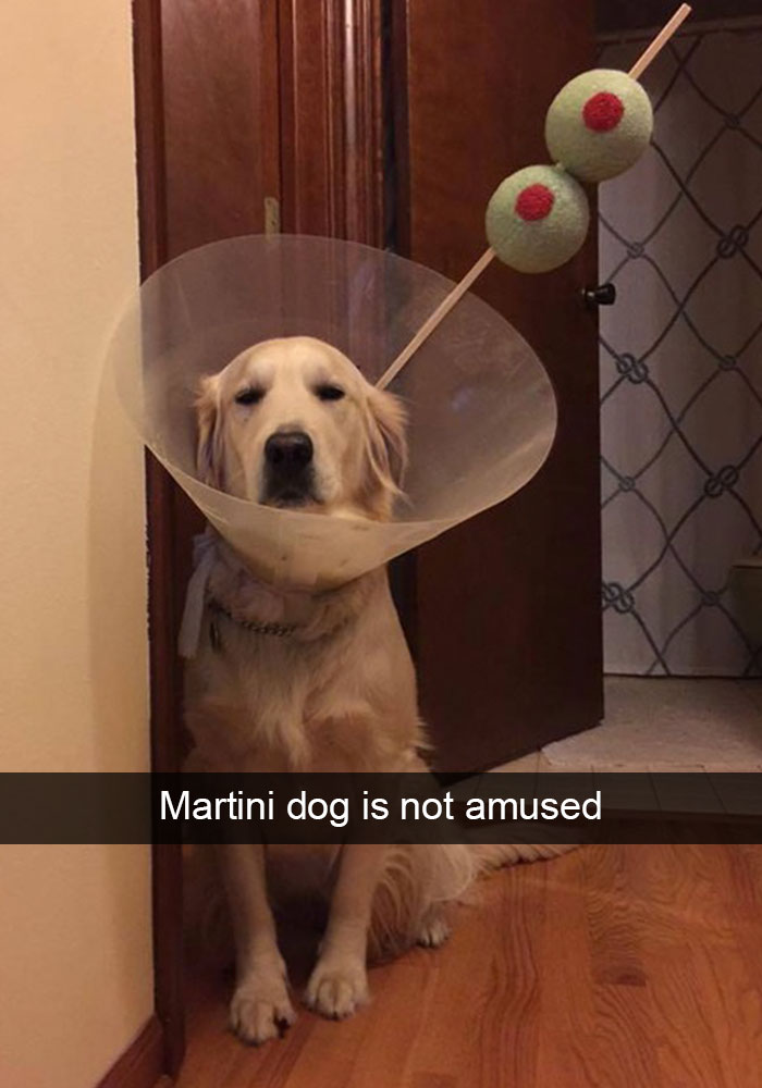 Hilarious Dog Snapchats