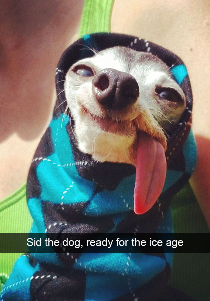 Hilarious Dog Snapchats
