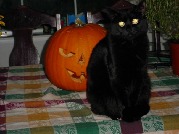 Forget The Pumpkin, Beware Of The Evil Cat.
