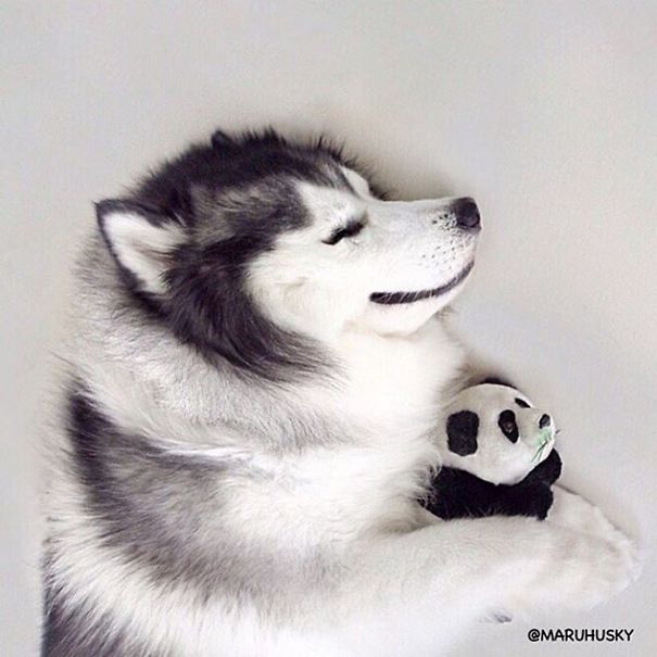 Husky Looks Like Panda
