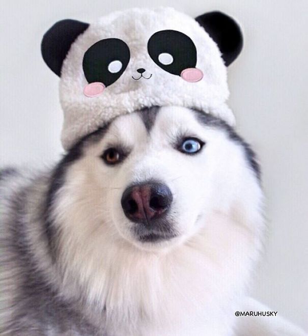 Husky Looks Like Panda
