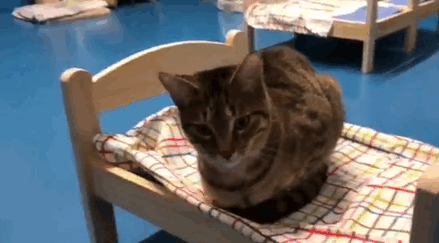 IKEA Donates Doll Beds For Shelter Cats, And It's Just Too Adorable