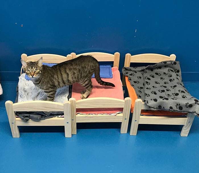 ikea-donates-doll-beds-shelter-cats-1