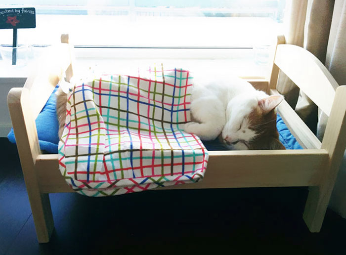 IKEA Donates Doll Beds For Shelter Cats, And It's Just Too Adorable