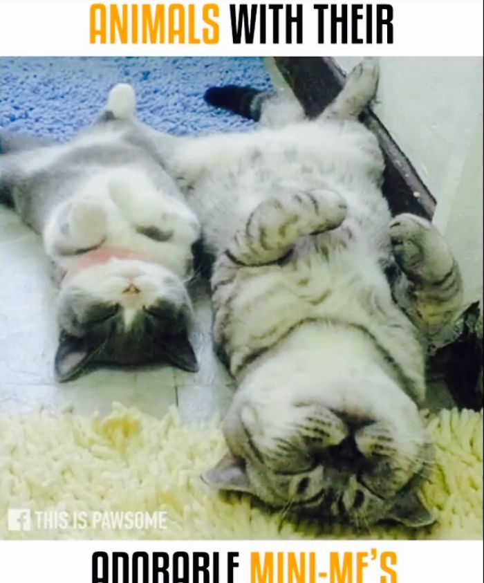 Cats And Their Adorable Mini Me's