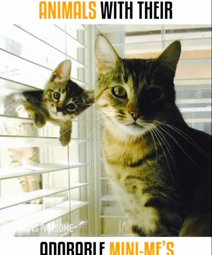 Cats And Their Adorable Mini Me's