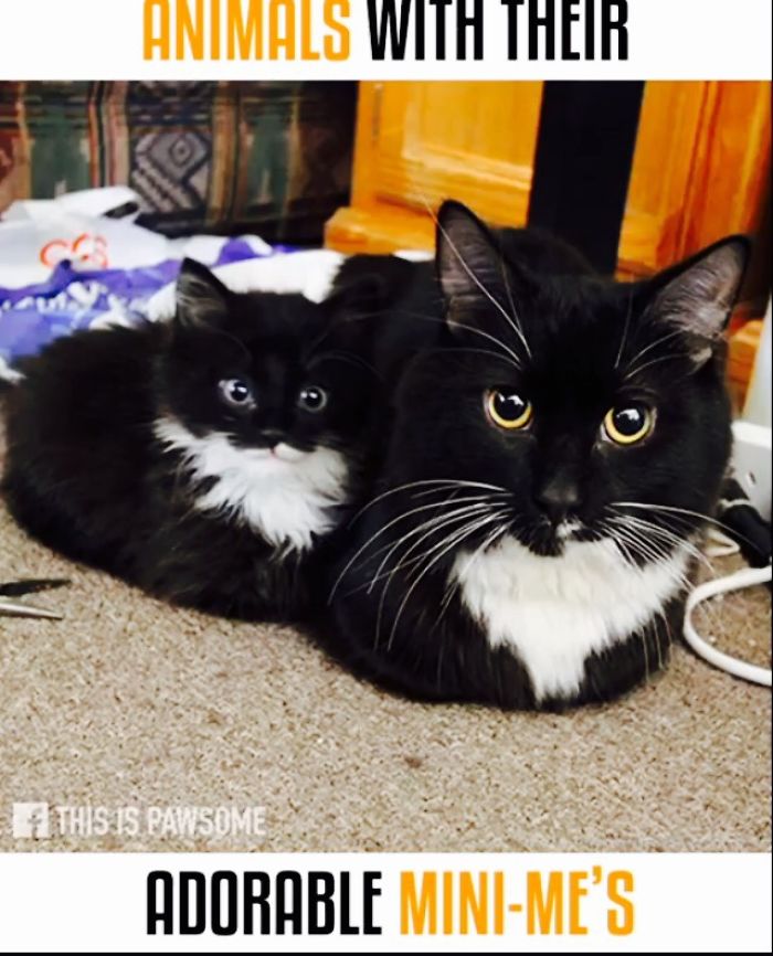 Cats And Their Adorable Mini Me's