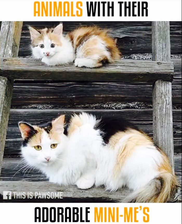 Cats And Their Adorable Mini Me's