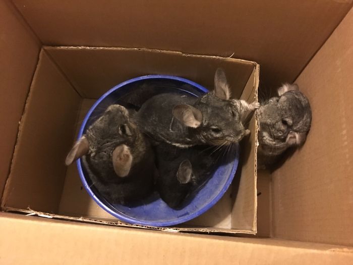 A Bunch Of Chinchilla In A Dust Bath! (they Can't Get Wet)