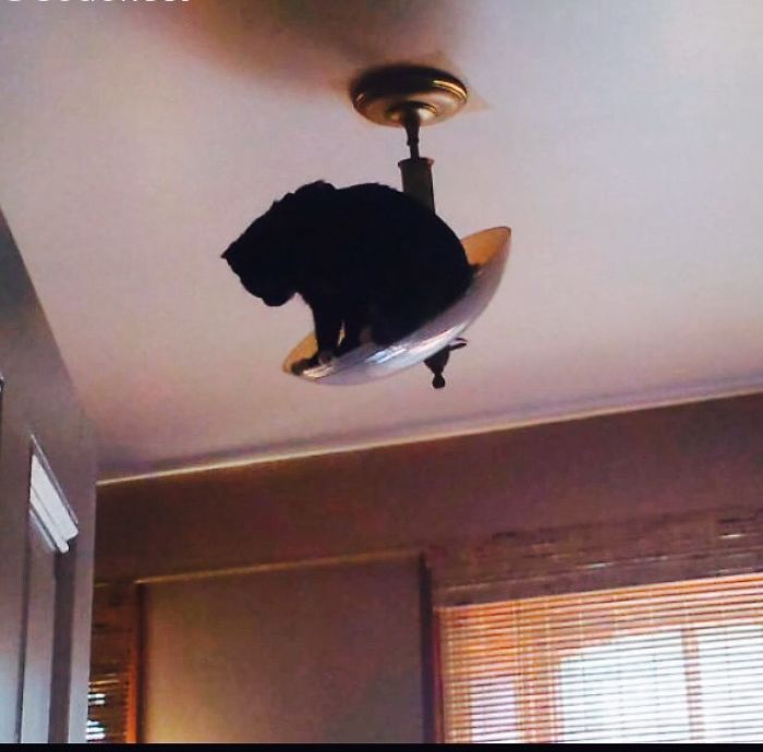 Cats Getting Stuck!