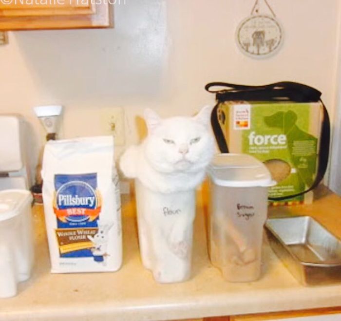 Cats Getting Stuck!