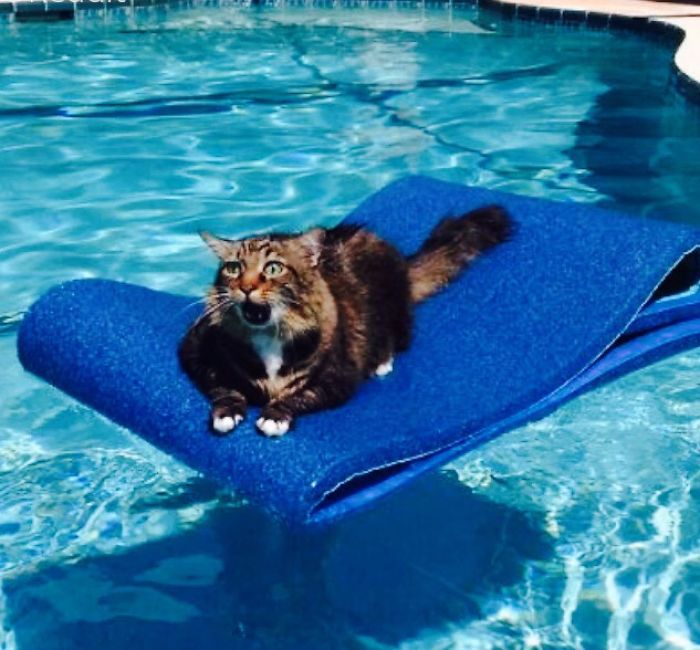 Cats Getting Stuck!