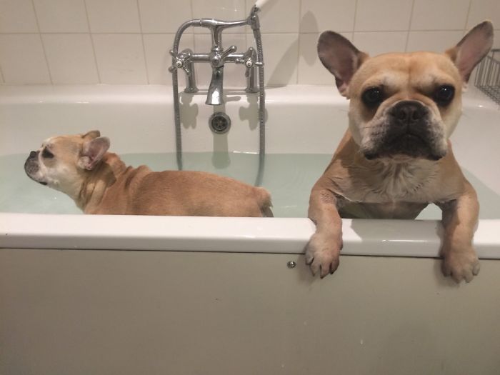 Neither One Likes Bath Time 😂