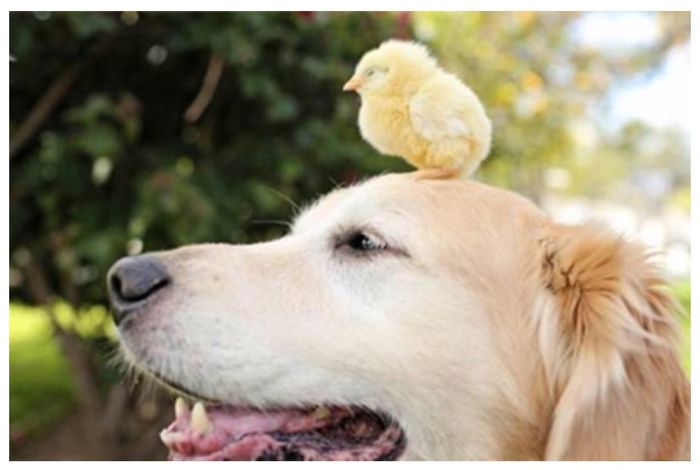 Golden Retriever Is Is Now A Foster Dad To A Dozen Baby Chicks
