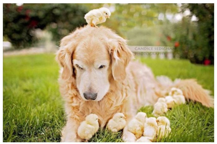 Golden Retriever Is Is Now A Foster Dad To A Dozen Baby Chicks