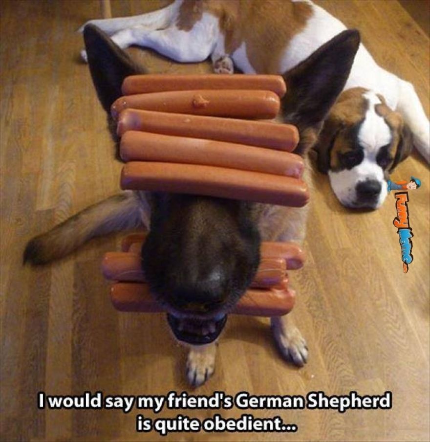 8 Reasons German Shepherds Are The Best