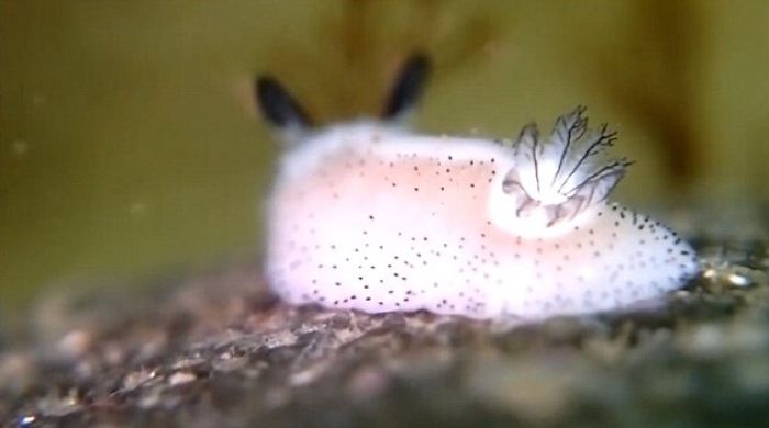 This Slug Looks Like A Bunny!