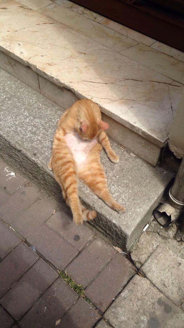Cats Of Istanbul