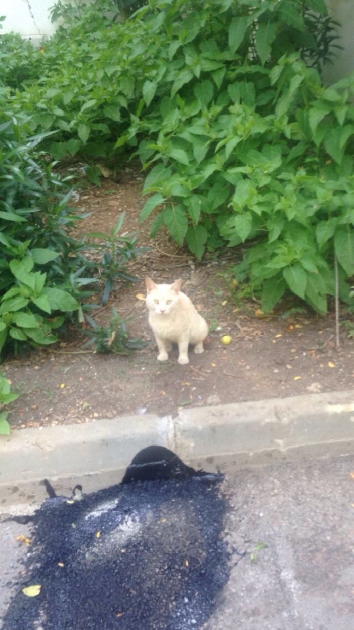 Cats Of Istanbul