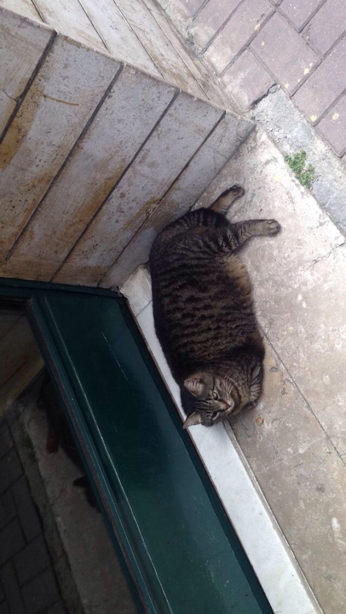 Cats Of Istanbul