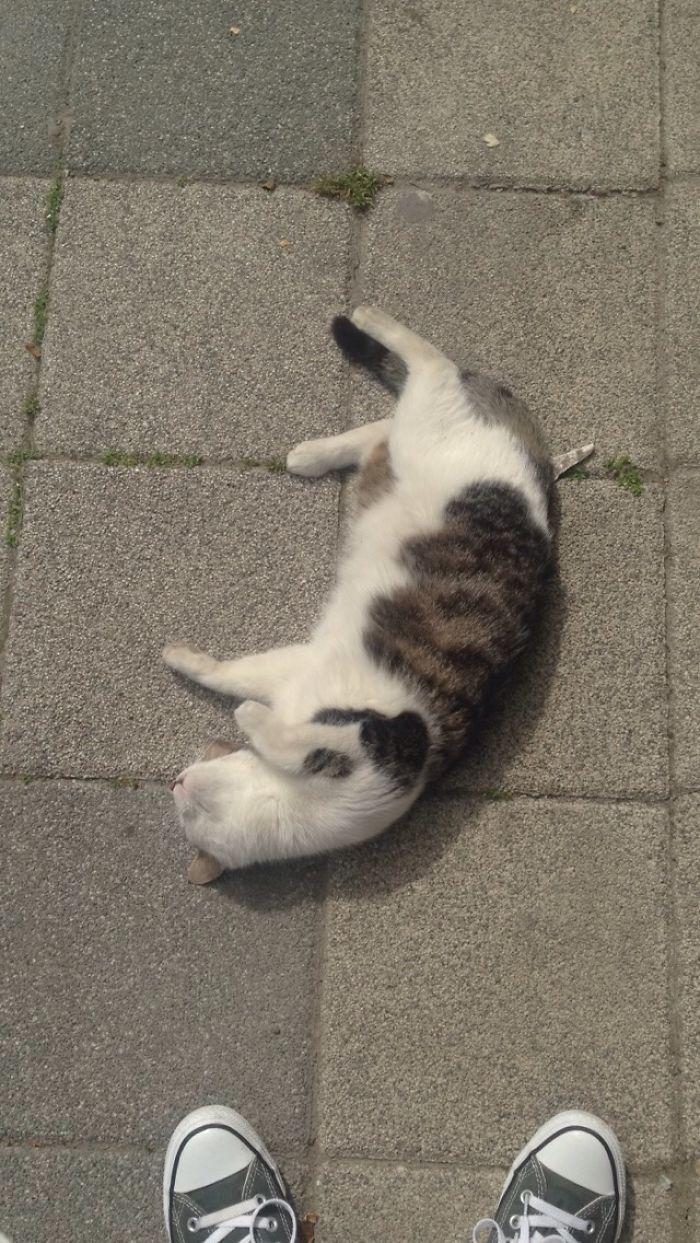 Cats Of Istanbul