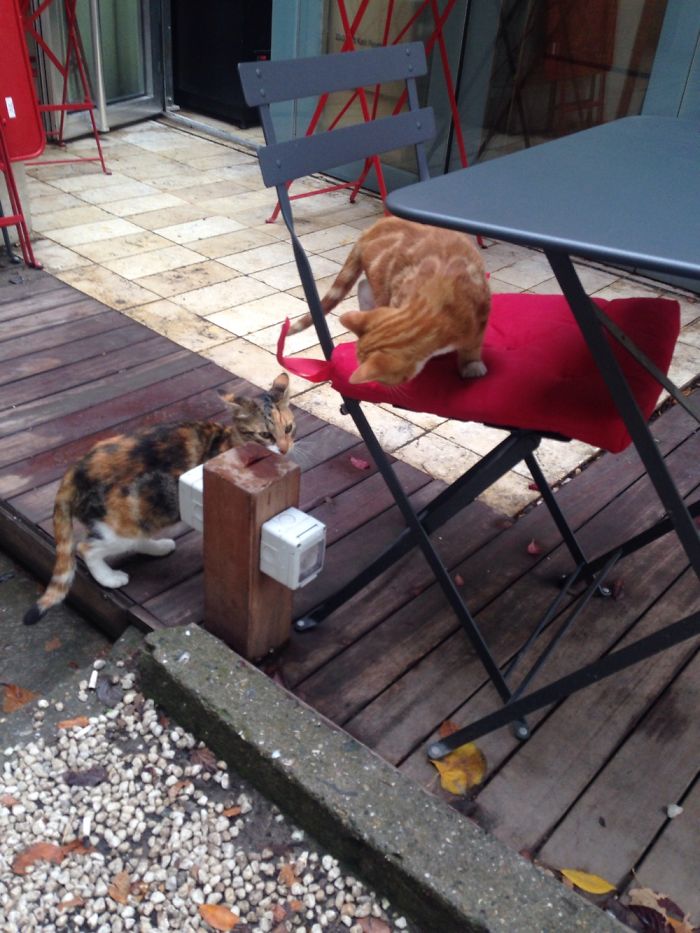 Cats Of Istanbul