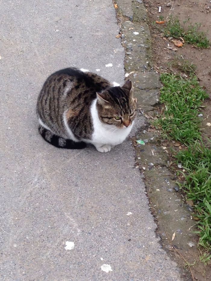 Cats Of Istanbul