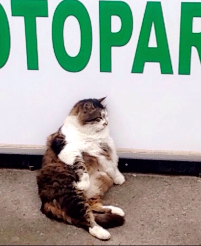 Cats Of Istanbul