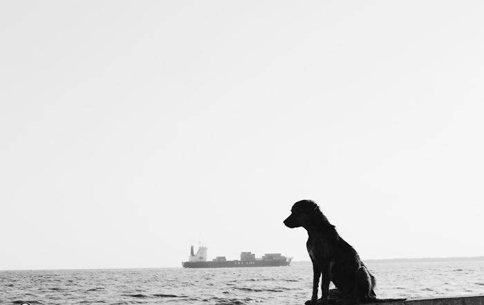 Dog On Beach