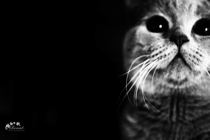 Black And White
