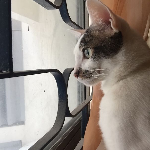 He Looks Like As If He Is Planning On His Escape Whenever He Looks Out Of The Window