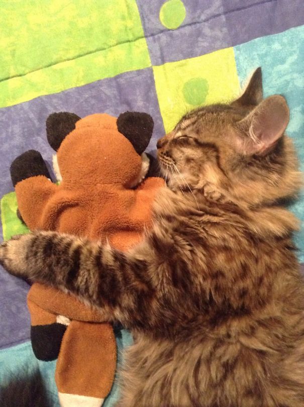 She Loves To Cuddle With Foxy!