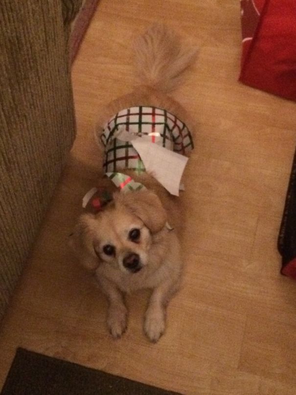 My 25 Year Old Sister Decided To Wrap My Dog