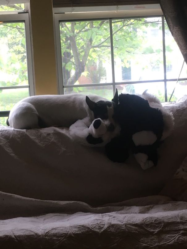 My Panda Sleeps With Her Panda.