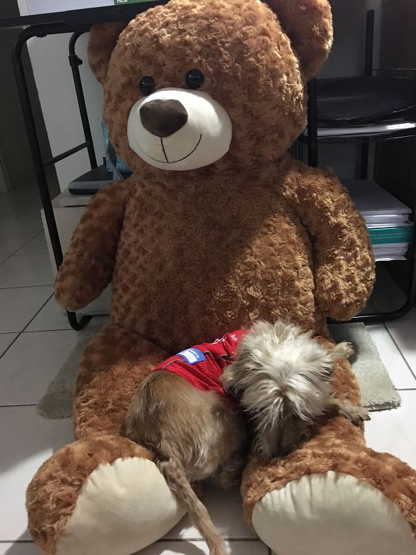 His Favorite Teddy Bear