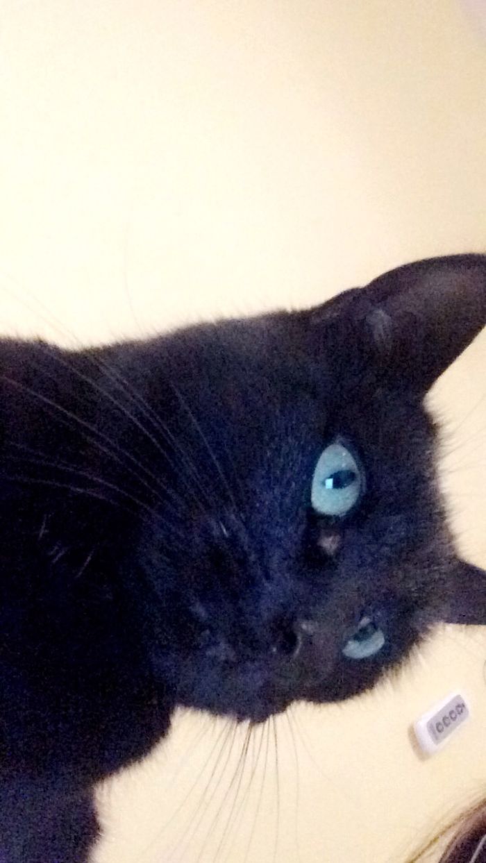 Black Cats Are Beautiful Too