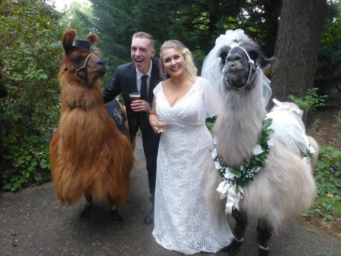 Llamas At The Wedding