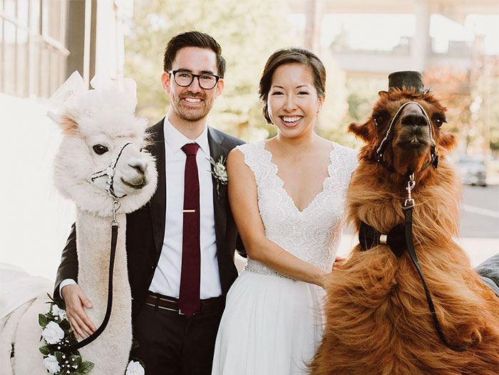 People Who Hate Humans Now Can Invite Llamas In Bowties To Their Weddings Instead