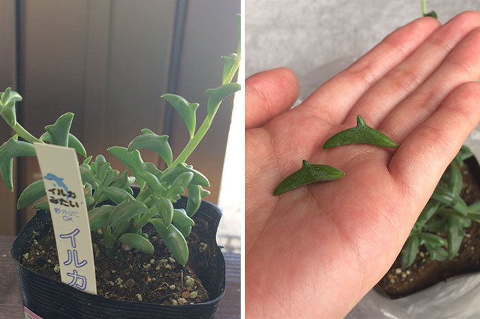 Dolphin Succulents Are The Latest Craze In Japan