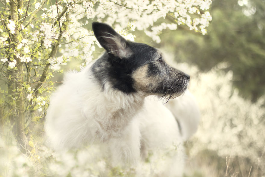 I Photographed Dogs Welcoming Spring