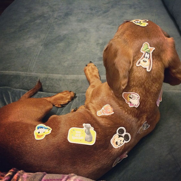 Doggo With Stickers