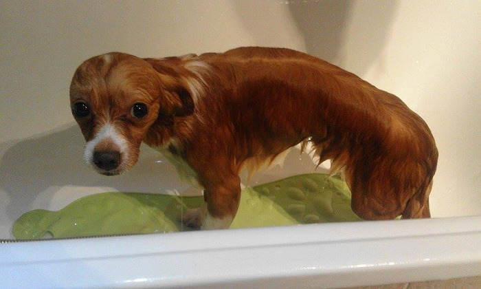 He Used To Try And Escape The Bathtub. Now He Just Stands There Looking At Us With Those Sad, Betrayed Eyes.