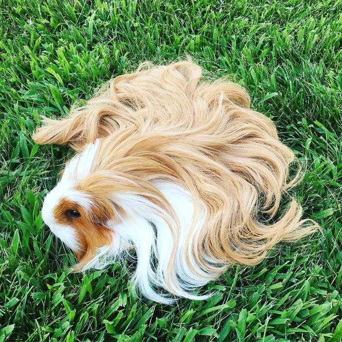 Long-haired-guinea-pigs