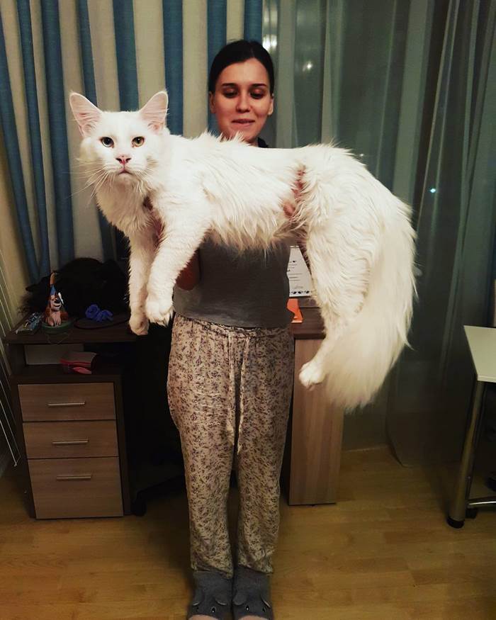 Kitty Grows Up Hugging His Human Every Day, Won't Stop Even After Becoming A GIANT