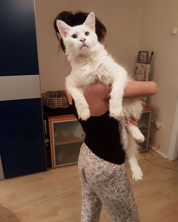 Kitty Grows Up Hugging His Human Every Day, Won't Stop Even After Becoming A GIANT