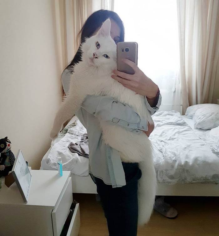 maine-coon-cat-hugs-owner-tihon-7