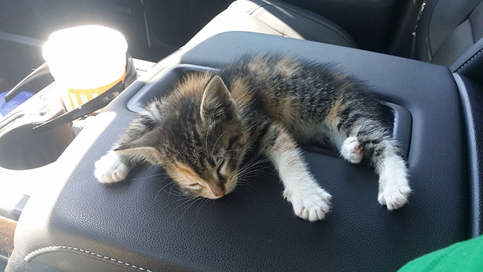 After Truck Driver Finds Stray Kitten On Road She Falls Asleep, And He Doesn't Have The Heart to Wake Her
